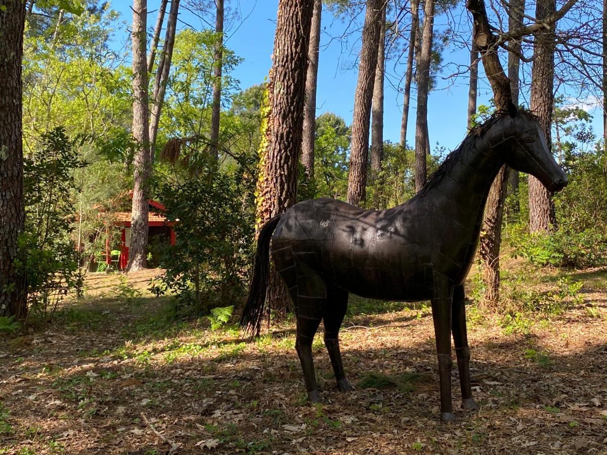 Le Petit Poulailler Au Beau Milieu Des Pins Villa Lacanau Esterno foto